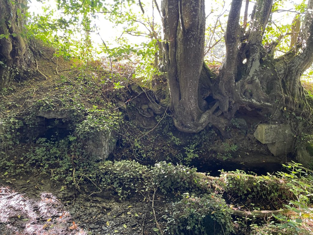 Les ruines d’un ancien lavoir près de Saint-Amand où a poussé de la végétation, plusieurs arbres ont poussé au-dessus.