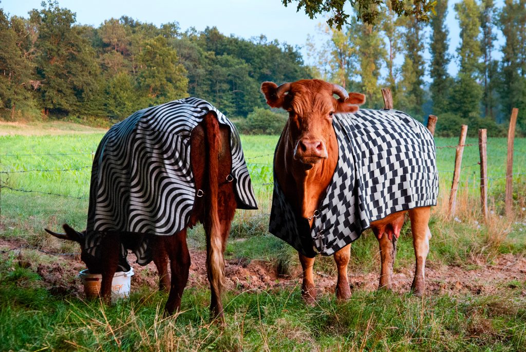 Deux vaches, en extérieur, portent des couvertures pensées par l’artiste Pierre Malphettes. L’une nous tourne le dos et mange depuis un seau. La seconde regarde l’objectif.